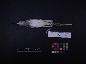  ( - 2003-0235)  @11 [ ] Copyright (2015) Takema  Saitoh Yamashina Institute for Ornithology