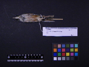  (Panurus biarmicus - 1997-0051)  @14 [ ] Copyright (2015) Takema  Saitoh Yamashina Institute for Ornithology