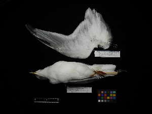  (Rissa brevirostris - 2012-0714)  @11 [ ] Copyright (2015) Takema Saitoh Yamashina Institute for Ornithology