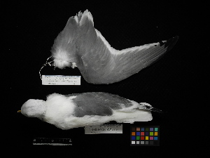  (Rissa brevirostris - 2012-0714)  @11 [ ] Copyright (2015) Takema Saitoh Yamashina Institute for Ornithology