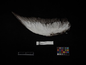  ( - 2016-1198)  @11 [ ] Copyright (2018) Takema  Saitoh Yamashina Institute for Ornithology