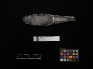  ( - 2016-1965)  @11 [ ] Copyright (2020) Takema  Saitoh Yamashina Institute for Ornithology