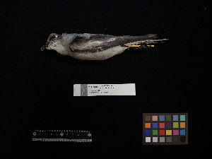  ( - 2016-1965)  @11 [ ] Copyright (2020) Takema  Saitoh Yamashina Institute for Ornithology