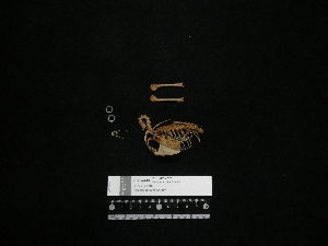  ( - 2016-1965)  @11 [ ] Copyright (2020) Takema  Saitoh Yamashina Institute for Ornithology