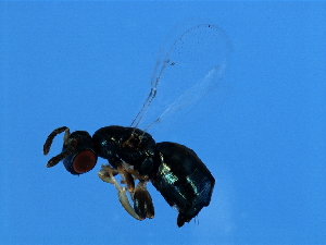  ( - MIC-WAL.2-HN-2)  @12 [ ] CreativeCommons - Attribution (2008) CBG Photography Group Centre for Biodiversity Genomics