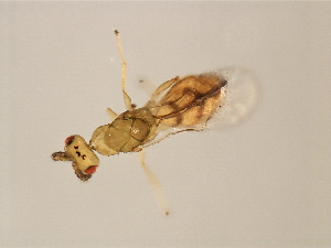  ( - MIC-ODO.COR-HN-6)  @12 [ ] CreativeCommons - Attribution (2008) CBG Photography Group Centre for Biodiversity Genomics