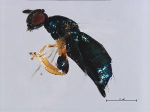  ( - ALT-WAL.1-HN-2)  @13 [ ] CreativeCommons - Attribution (2008) CBG Photography Group Centre for Biodiversity Genomics