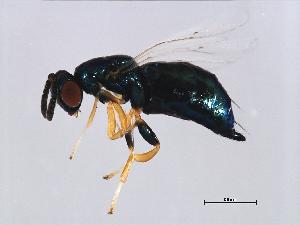  (Micranisa sp. 1-ALT - ALT-WAL.1-HN-3)  @14 [ ] CreativeCommons - Attribution (2008) CBG Photography Group Centre for Biodiversity Genomics