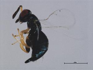  ( - ALT-WAL.1-HN-4)  @13 [ ] CreativeCommons - Attribution (2008) CBG Photography Group Centre for Biodiversity Genomics