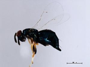  ( - ALT-WAL.1-HN-6)  @13 [ ] CreativeCommons - Attribution (2008) CBG Photography Group Centre for Biodiversity Genomics