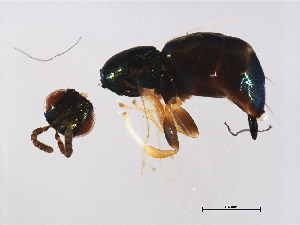  ( - ALT-WAL.1-YN-1)  @11 [ ] CreativeCommons - Attribution (2008) CBG Photography Group Centre for Biodiversity Genomics