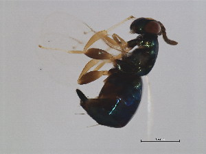  ( - ALT-WAL.1-YN-2)  @11 [ ] CreativeCommons - Attribution (2008) CBG Photography Group Centre for Biodiversity Genomics