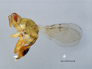  (Eufroggattisca M1-GLA - GLA-ESA.M1-HN-2)  @13 [ ] CreativeCommons - Attribution (2008) CBG Photography Group Centre for Biodiversity Genomics