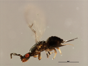  ( - VIR-PLA.COR-HN-2)  @12 [ ] CreativeCommons - Attribution (2008) CBG Photography Group Centre for Biodiversity Genomics