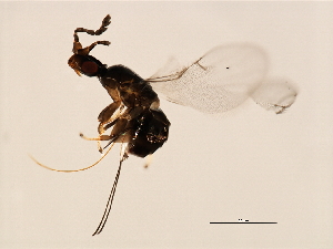  ( - VIR-PLA.COR-HN-3)  @13 [ ] CreativeCommons - Attribution (2008) CBG Photography Group Centre for Biodiversity Genomics