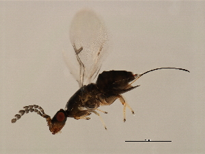  ( - VIR-PLA.COR-HN-5)  @13 [ ] CreativeCommons - Attribution (2008) CBG Photography Group Centre for Biodiversity Genomics