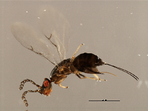  ( - VIR-PLA.COR-HN-8)  @13 [ ] CreativeCommons - Attribution (2008) CBG Photography Group Centre for Biodiversity Genomics