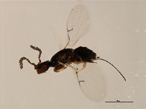  ( - VIR-PLA.COR-HN-9)  @13 [ ] CreativeCommons - Attribution (2008) CBG Photography Group Centre for Biodiversity Genomics