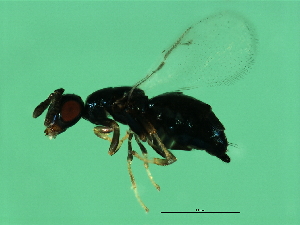  ( - VIR-WAL.1-HN-1)  @13 [ ] CreativeCommons - Attribution (2008) CBG Photography Group Centre for Biodiversity Genomics