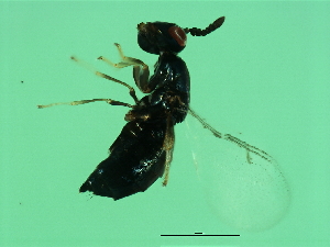  ( - VIR-WAL.1-HN-3)  @13 [ ] CreativeCommons - Attribution (2008) CBG Photography Group Centre for Biodiversity Genomics