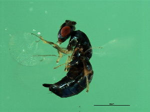  ( - VIR-WAL.1-HN-4)  @13 [ ] CreativeCommons - Attribution (2008) CBG Photography Group Centre for Biodiversity Genomics