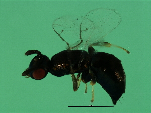  ( - VIR-WAL.1-HN-7)  @13 [ ] CreativeCommons - Attribution (2008) CBG Photography Group Centre for Biodiversity Genomics