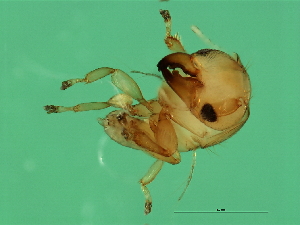  ( - VIR-M.1-HN-4)  @13 [ ] CreativeCommons - Attribution (2008) CBG Photography Group Centre for Biodiversity Genomics