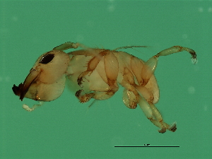  ( - VIR-M.1-HN-6)  @13 [ ] CreativeCommons - Attribution (2008) CBG Photography Group Centre for Biodiversity Genomics