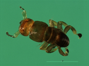  ( - VIR-M.2-HN-3)  @13 [ ] CreativeCommons - Attribution (2008) CBG Photography Group Centre for Biodiversity Genomics