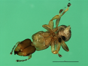  ( - VIR-M.2-HN-4)  @13 [ ] CreativeCommons - Attribution (2008) CBG Photography Group Centre for Biodiversity Genomics