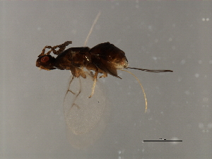  ( - VIR-PLA.1-GZ-4)  @12 [ ] CreativeCommons - Attribution (2008) CBG Photography Group Centre for Biodiversity Genomics