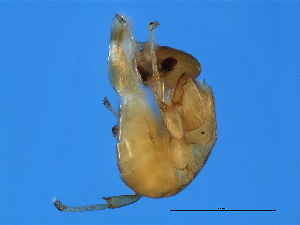  ( - VIR-M.0-GZ-6)  @12 [ ] CreativeCommons - Attribution (2008) CBG Photography Group Centre for Biodiversity Genomics