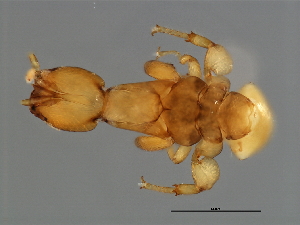  ( - FIS-M.0-HN-4)  @12 [ ] CreativeCommons - Attribution (2008) CBG Photography Group Centre for Biodiversity Genomics