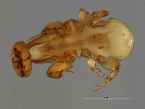  ( - FIS-M.0-HN-5)  @12 [ ] CreativeCommons - Attribution (2008) CBG Photography Group Centre for Biodiversity Genomics