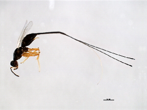  ( - FIS-PHI.3-HN-5)  @13 [ ] CreativeCommons - Attribution (2008) CBG Photography Group Centre for Biodiversity Genomics