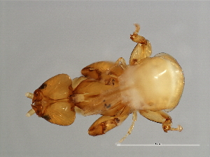  ( - SAR-M.0-HN-5)  @13 [ ] CreativeCommons - Attribution (2008) CBG Photography Group Centre for Biodiversity Genomics