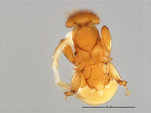  ( - SAR-M.0-HN-8)  @12 [ ] CreativeCommons - Attribution (2008) CBG Photography Group Centre for Biodiversity Genomics