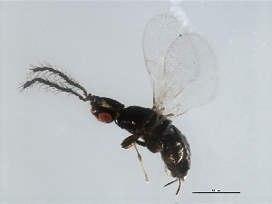  ( - TIN-LIP.GIB-HN-4)  @11 [ ] CreativeCommons - Attribution (2008) CBG Photography Group Centre for Biodiversity Genomics