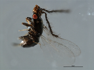  ( - TIN-LIP.GIB-HN-6)  @11 [ ] CreativeCommons - Attribution (2008) CBG Photography Group Centre for Biodiversity Genomics