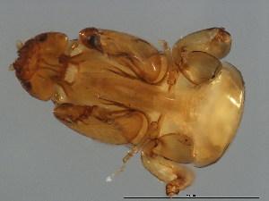  ( - TIN-M.0-HN-1)  @11 [ ] CreativeCommons - Attribution (2008) CBG Photography Group Centre for Biodiversity Genomics