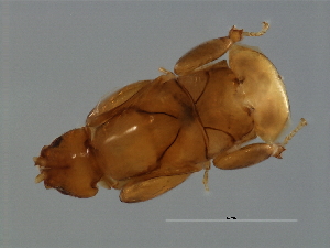  ( - TIN-M.0-HN-2)  @11 [ ] CreativeCommons - Attribution (2008) CBG Photography Group Centre for Biodiversity Genomics