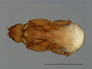  ( - TIN-M.0-HN-6)  @11 [ ] CreativeCommons - Attribution (2008) CBG Photography Group Centre for Biodiversity Genomics