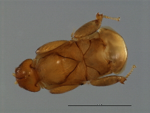  ( - TIN-M.0-HN-7)  @11 [ ] CreativeCommons - Attribution (2008) CBG Photography Group Centre for Biodiversity Genomics