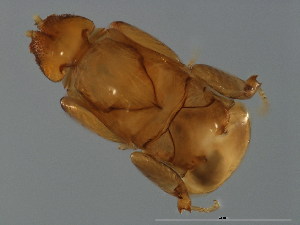  ( - TIN-M.0-HN-8)  @11 [ ] CreativeCommons - Attribution (2008) CBG Photography Group Centre for Biodiversity Genomics