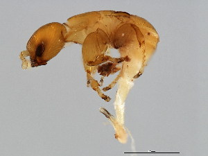  ( - ORT-M.0-YN-6)  @12 [ ] CreativeCommons - Attribution (2008) CBG Photography Group Centre for Biodiversity Genomics