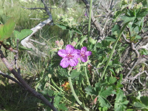  (Geranium viscosissimum - YNP_HA194)  @11 [ ] CreativeCommons  Attribution Non-Commercial (by-nc) (2025) Unspecified Yellowstone National Park Herbarium 
