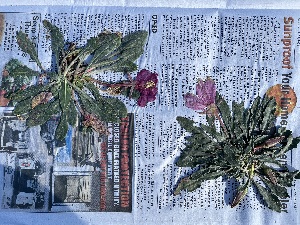  ( - YNP_HKH517)  @11 [ ] CreativeCommons  Attribution Non-Commercial (by-nc) (2025) Unspecified Yellowstone National Park Herbarium 