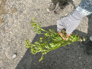  (Ranunculus gmelinii - YNP_HKH599)  @11 [ ] CreativeCommons  Attribution Non-Commercial (by-nc) (2025) Unspecified Yellowstone National Park Herbarium 