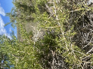  (Sarcobatus vermiculatus - YNP_HKH052)  @11 [ ] CreativeCommons  Attribution Non-Commercial (by-nc) (2024) Unspecified Yellowstone National Park Herbarium