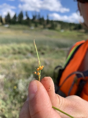  (Carex aurea - YNP_HKH093)  @11 [ ] CreativeCommons  Attribution Non-Commercial (by-nc) (2024) Unspecified Yellowstone National Park Herbarium 